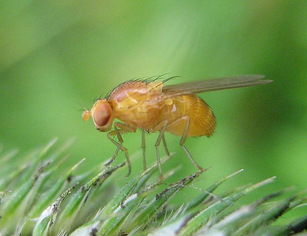 mosca de la fruta